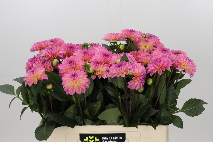 <h4>Dahlia Esli</h4>