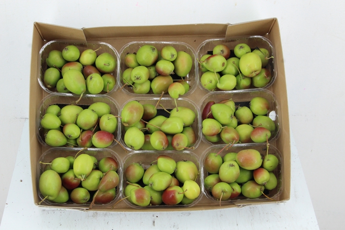 <h4>MALUS GREEN RED IN BOX</h4>