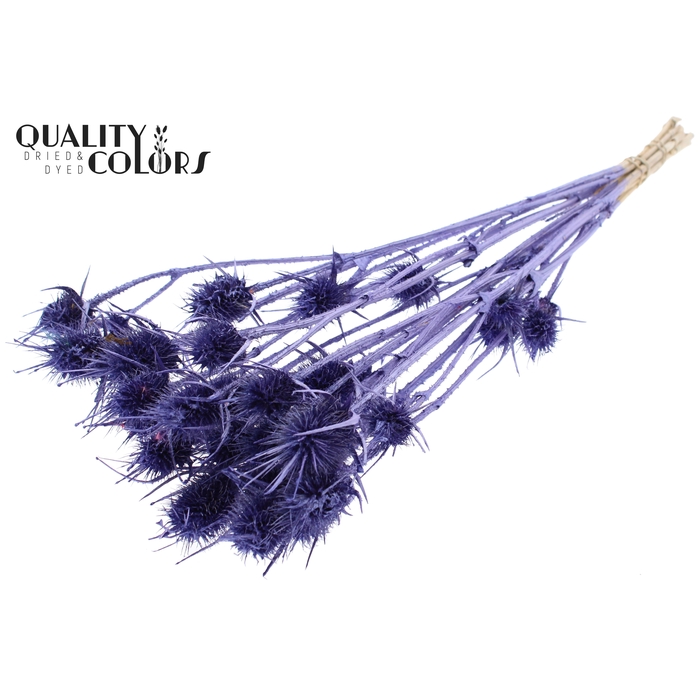 <h4>Cardi Distel 10pcs/bunch 55cm Metallic Purple</h4>