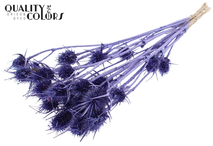 <h4>Cardi Distel 10pcs/bunch 55cm Metallic Purple</h4>