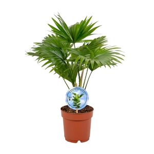 Livistona rotundifolia 14cm