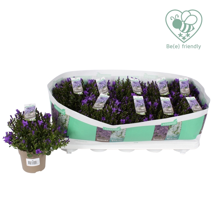 Campanula Ambella Intense Purple 3-Pack