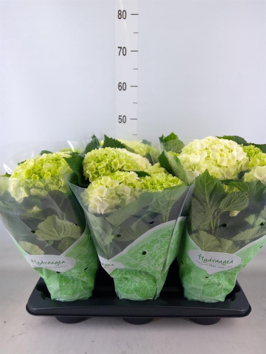 <h4>Hydrangea mac. 'Crystal Palace'</h4>