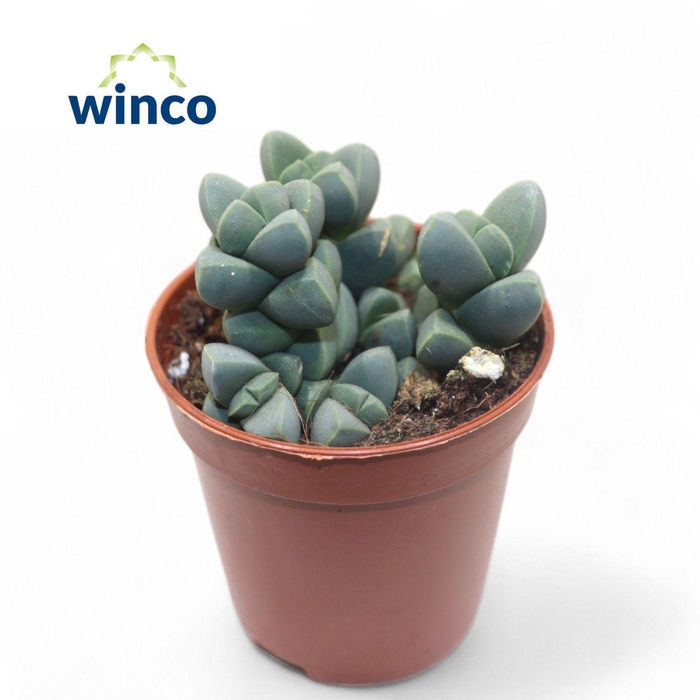 <h4>Delosperma Lehmannii</h4>