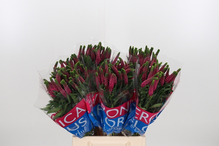 <h4>Veron Smart Iselle</h4>