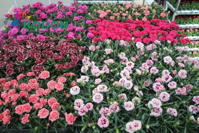 <h4>DIAN MIXKAR 7 KLEUR</h4>