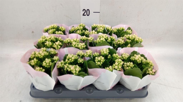 <h4>Kalanchoe  'RoseFlow Harlow'</h4>
