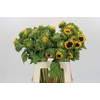 Helianthus Orange Fire