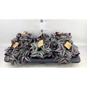 Tradescantia zebr. 'Purpusii'