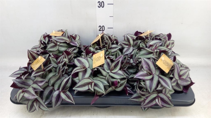 Tradescantia zebr. 'Purpusii'