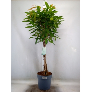Ficus binn. 'Amstel King'