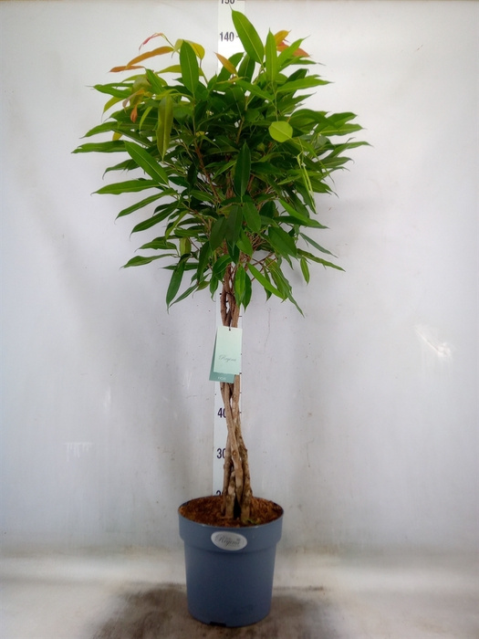 <h4>Ficus binn. 'Amstel King'</h4>