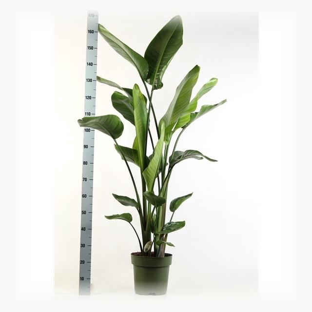 <h4>STRELITZIA NICOLAI</h4>