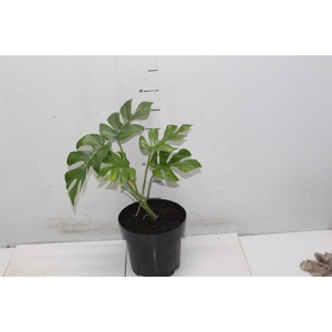 PHILODENDRON MINIMA P17