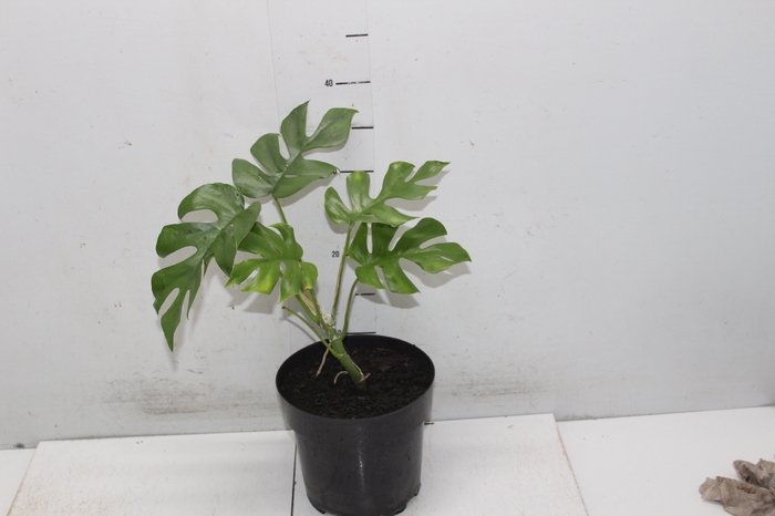 <h4>PHILODENDRON MINIMA P17</h4>