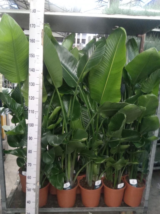 <h4>Strelitzia nicolai</h4>
