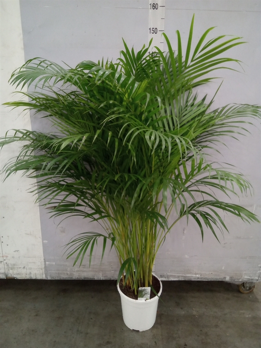 <h4>Dypsis lutescens   ...Chrysalidoca</h4>