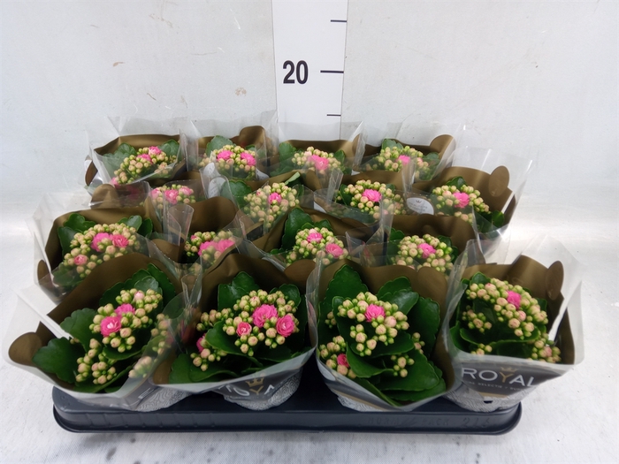 <h4>Kalanchoe blos. 'RosDon Nando'</h4>