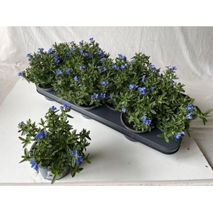 GLANDO DIF HEAVEN BL