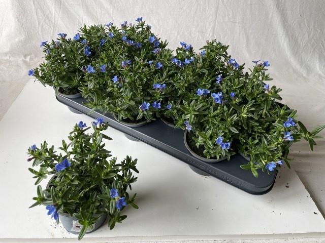 <h4>GLANDO DIF HEAVEN BL</h4>