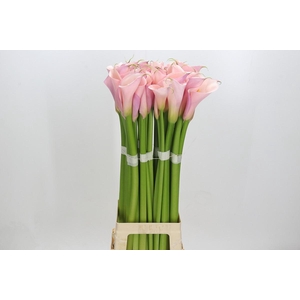Zantedeschia Eydolls Pink