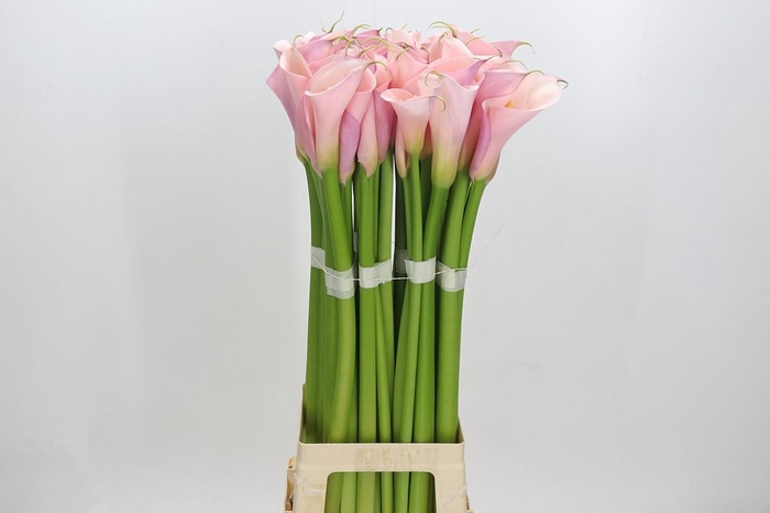 <h4>Zantedeschia Eydolls Pink</h4>