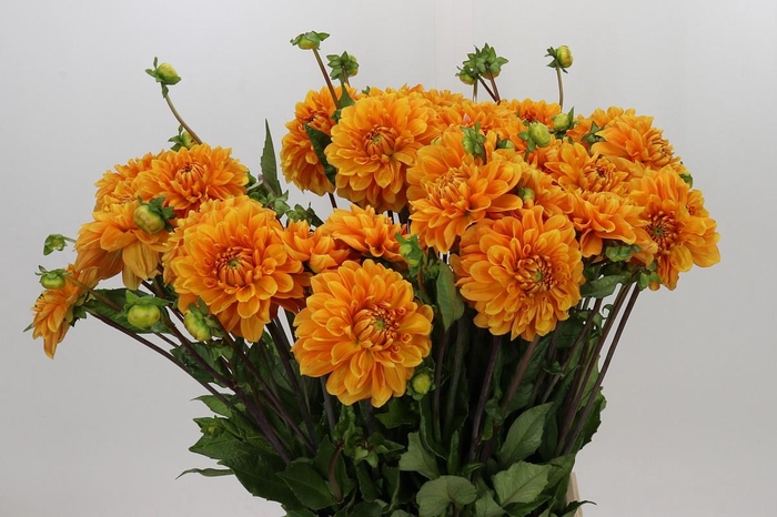 Dahlia Bizon Brons