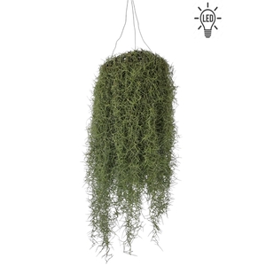 Tillandsia usneoides green chandelier