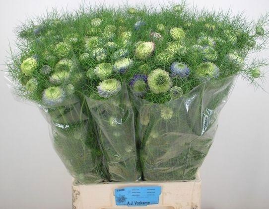 <h4>NIGE D DOUBLE DEUCE</h4>