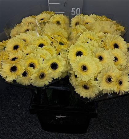 <h4>Ge Mi Amalfi Giallo</h4>