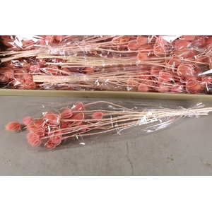 DF Dipsacus Light Pink Bs 130g