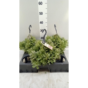 Crassula   ...