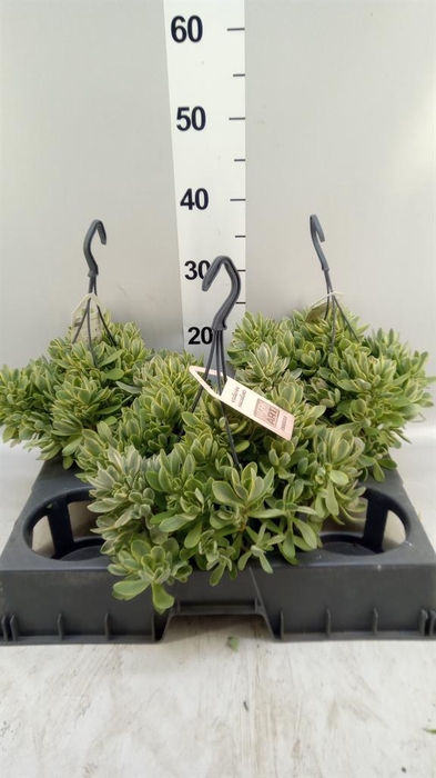 <h4>Crassula   ...</h4>