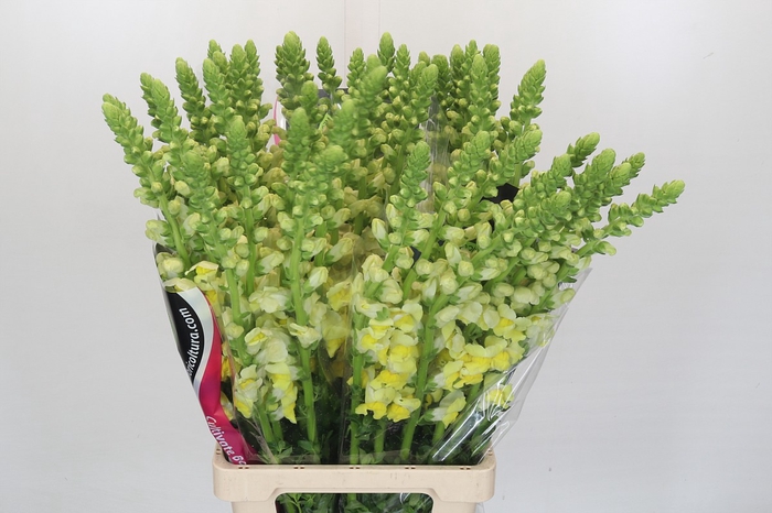 <h4>Antirrhinum Potomac Geel</h4>