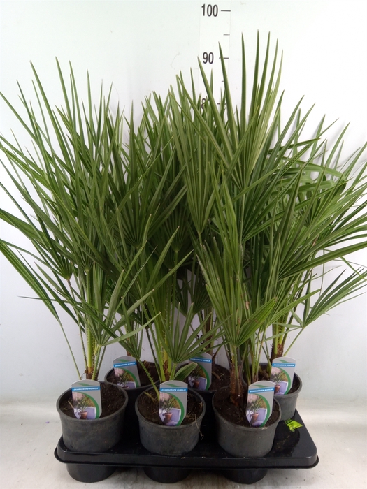 <h4>Chamaerops humilis</h4>