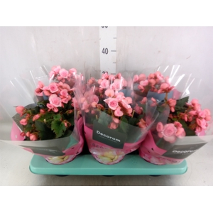 Begonia elat. DU 'Move2Joy Pink'