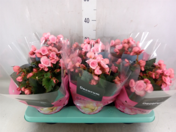 <h4>Begonia elat. DU 'Move2Joy Pink'</h4>