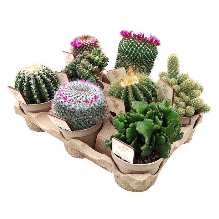 <h4>Cactus Gemengd Feel Green</h4>