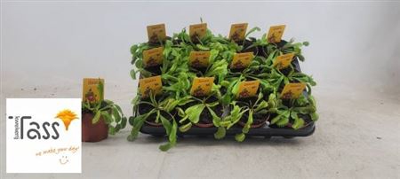 Dionaea Muscipula