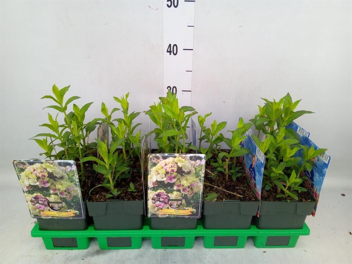 <h4>Phlox panic.</h4>