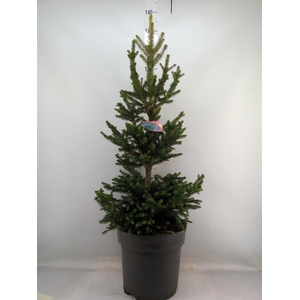 Picea abies 'Will's Zwerg'