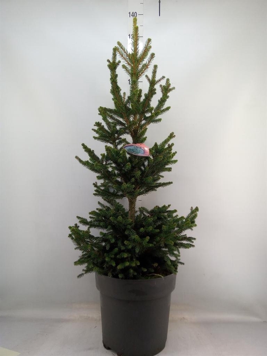 <h4>Picea abies 'Will's Zwerg'</h4>