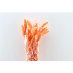 Dried Setaria Salmon Bunch