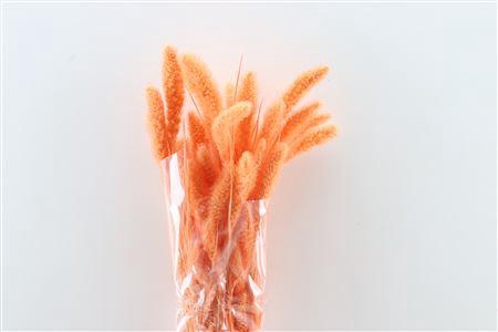 <h4>Dried Setaria Salmon Bunch</h4>