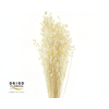 Dried Bleached Briza Pink