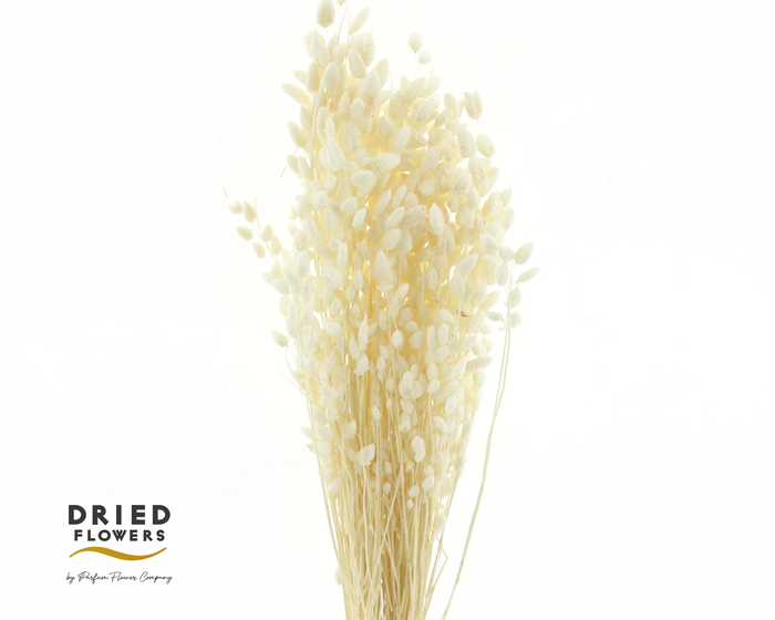 Dried Bleached Briza Pink