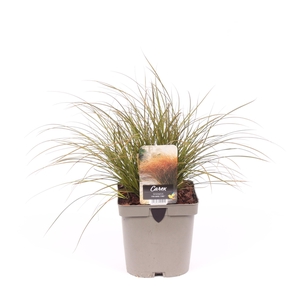 Carex testacea 'Prairie Fire'