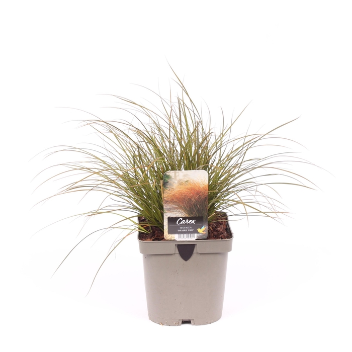 <h4>Carex testacea 'Prairie Fire'</h4>