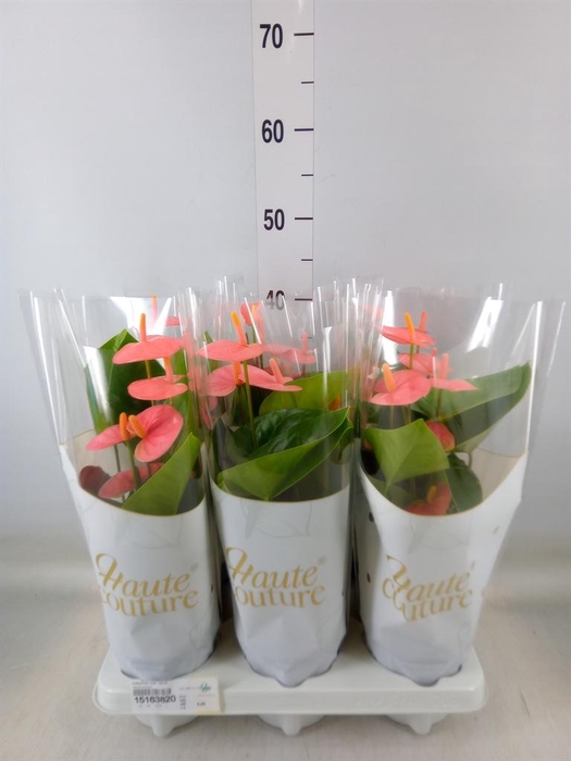 <h4>Anthurium andr. 'Spirit'</h4>