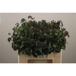 Hedera Bes Extra Per Pak